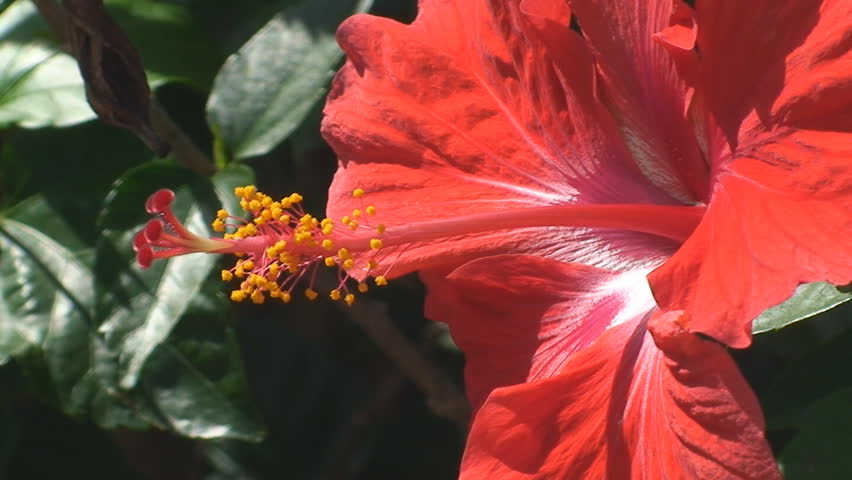 Hibiscus showing pistil and stamen from side 