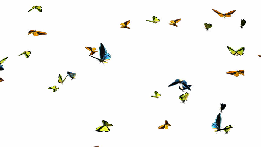 Looping Butterflies Fast Swarm Animation 1. With Alpha Mask, isolated on white