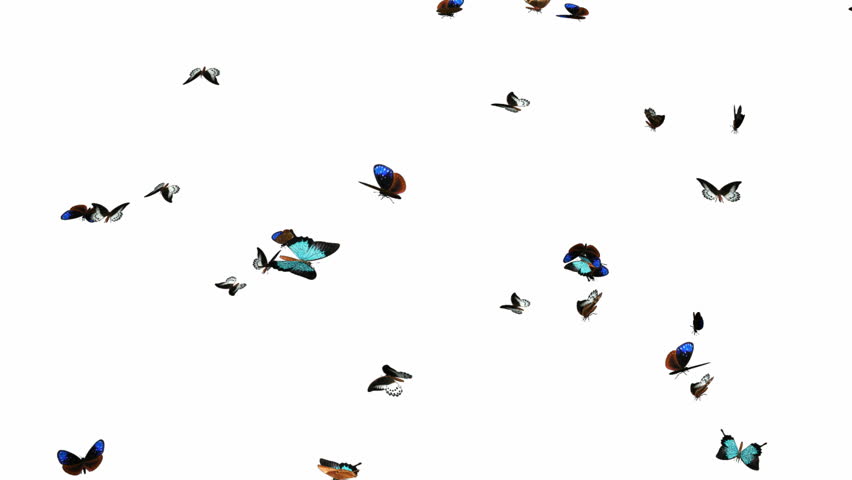 Looping Butterflies Slow Swarm Animation 2. With Alpha Mask, isolated on white