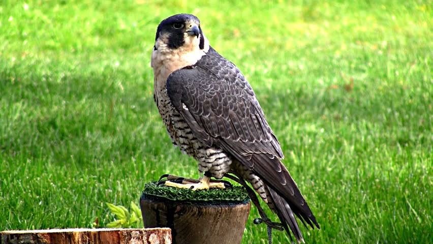 Closeup of a peregrine falcon bird of prey