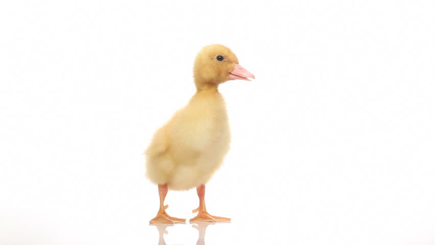 nice small duckling on white 