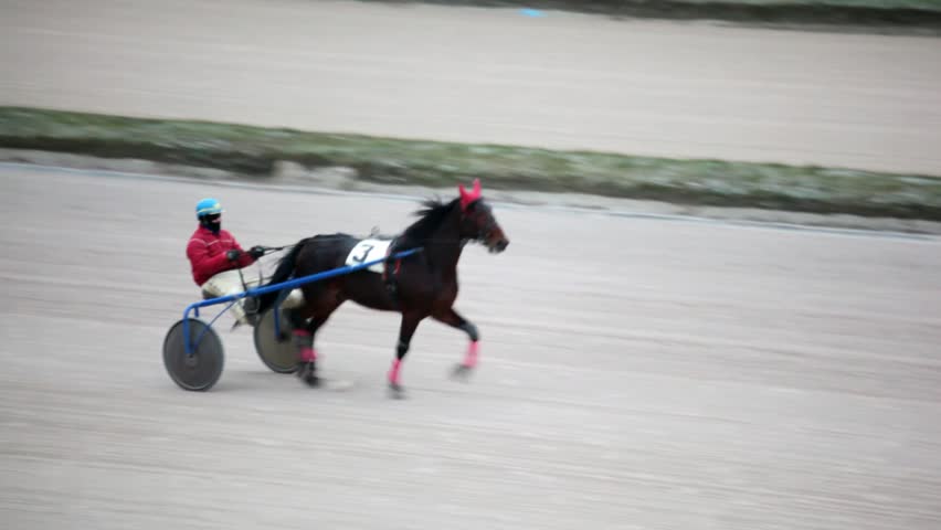 black horsy carries jockey in carriage on hippodrome track close up 