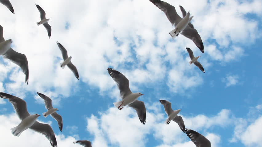 Seagull flying overhead
