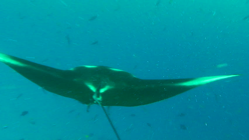 Large Manta Ray (Manta birostris) swimming, Palau, Micronesia