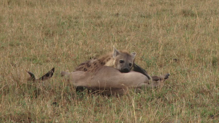 Many Hyenas Eating A Wildebeest Alive. Stock Footage Video 8094979