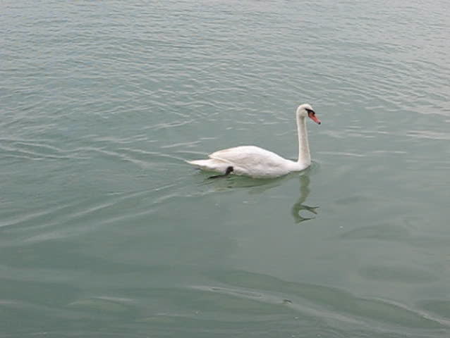 swans inside water