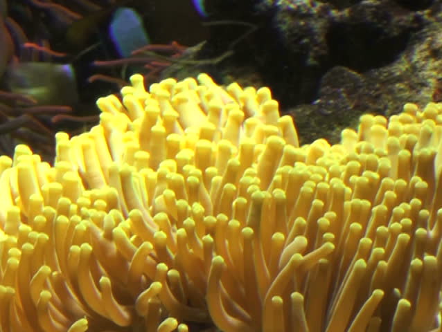 Clownfish on anemone - NTSC