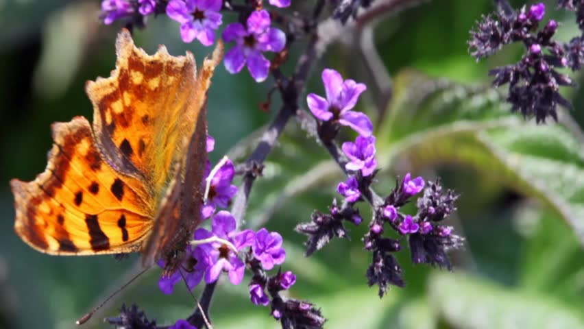 black-orange moth sits on branch with small violet florets 