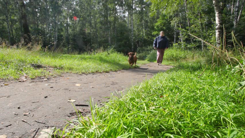 aged woman walks with red dachshund on pathway in summer park 