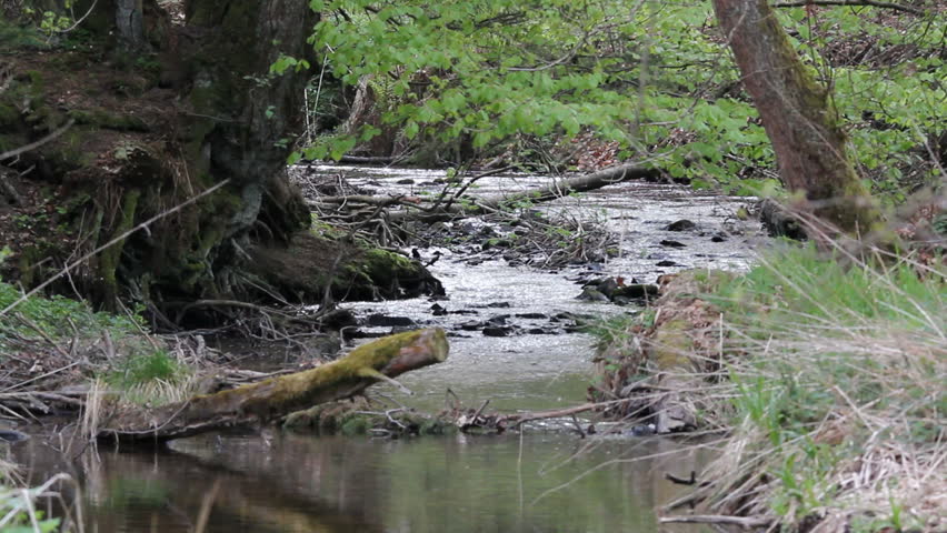 little creek in spring