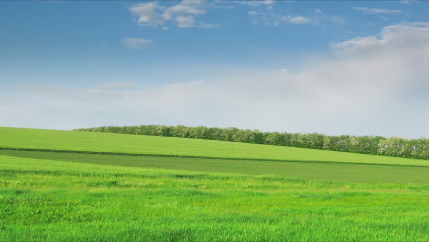 loop of green field. Time lapse HD 