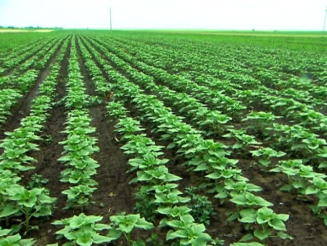 A montage of clips showing a young sunflower field after the rain. Raindrops on leaves.