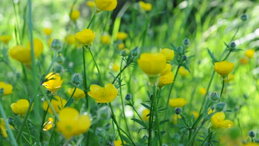 Yellow flowers swaying in the wind 