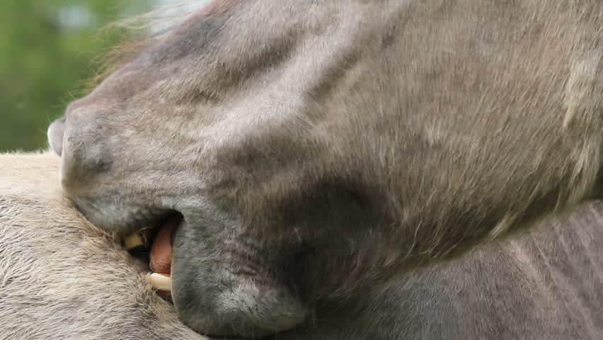 tarpan horses grooming eachother