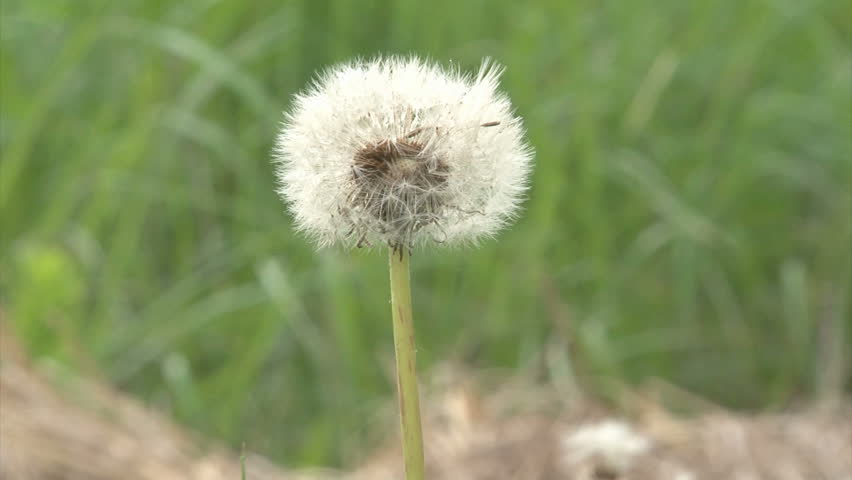 Dandelion in field
