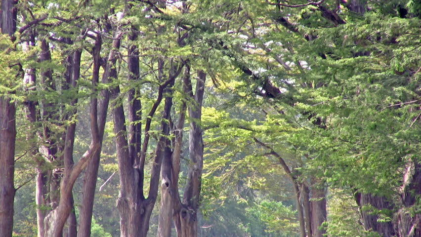 Video zoom out of south Texas river lined with Cypress trees. Flowing water under canopy of branches. Horse and pasture in distance through tree. Grass on shore and dirt bank. Beautiful scenery. 