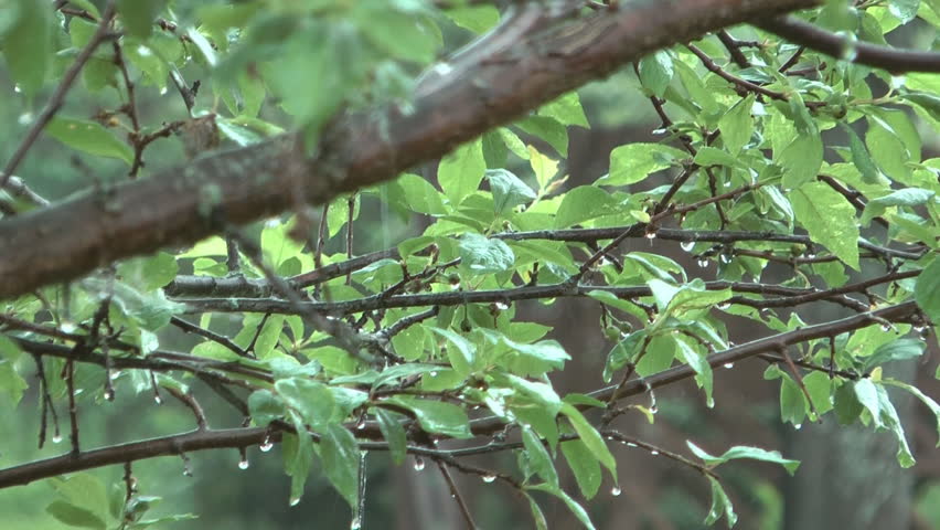 HD 1080 shot of rain in garden.