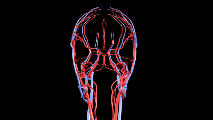 HD Brain Arteries and Veins Rotation Loop