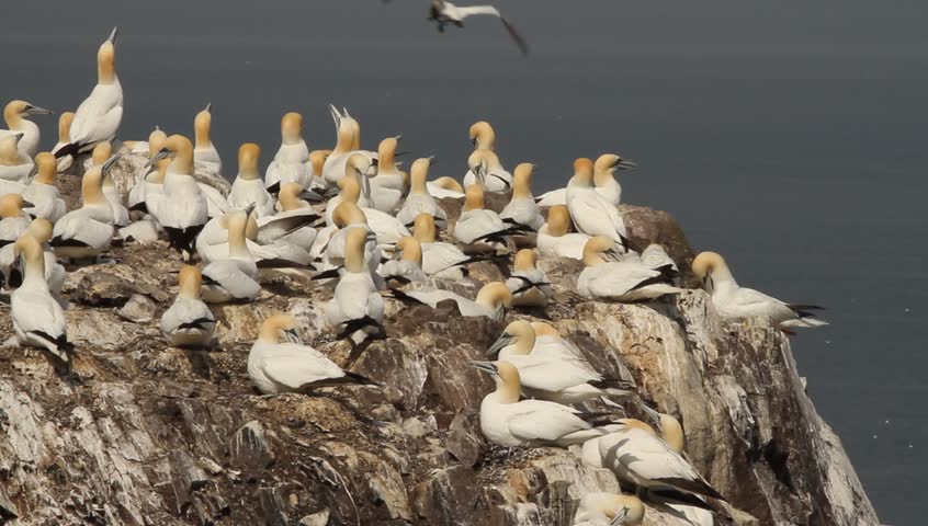 Colony of Northern Gannet