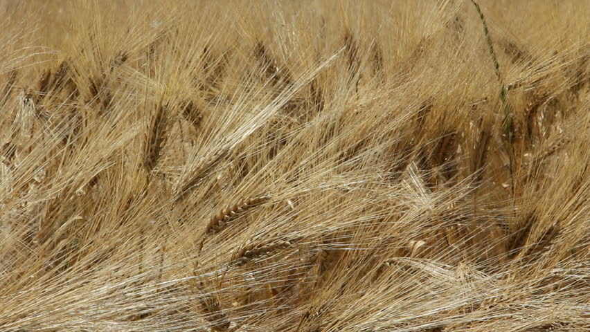 Wheat field moving