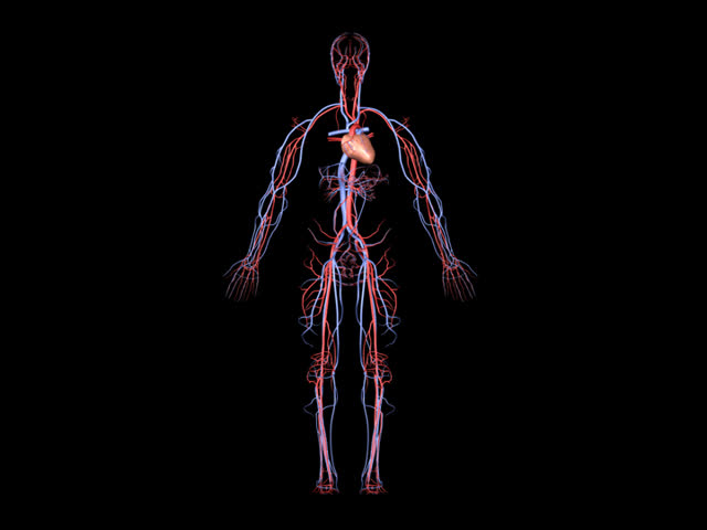 PAL Arteries and Veins