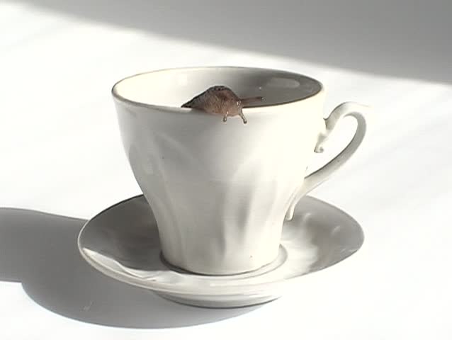 Two slugs come out  from white coffee cup.