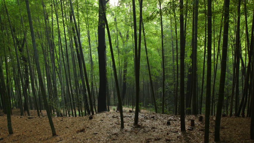 Bamboo forest in the evening. Time-lapse dolly in.