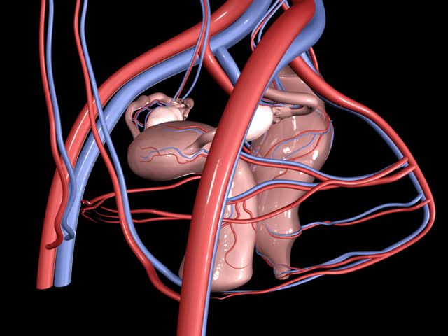 PAL Uterus (female reproductive system)