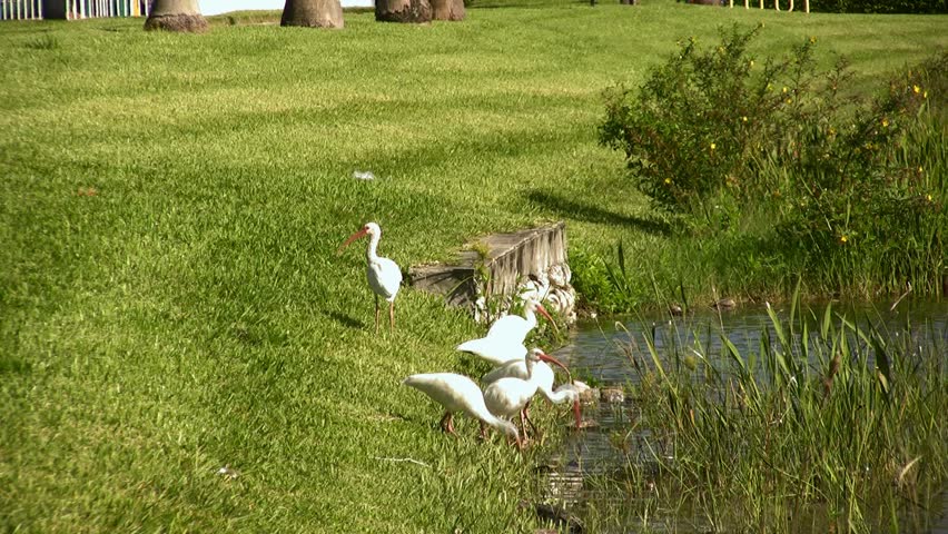 Header of American white ibis