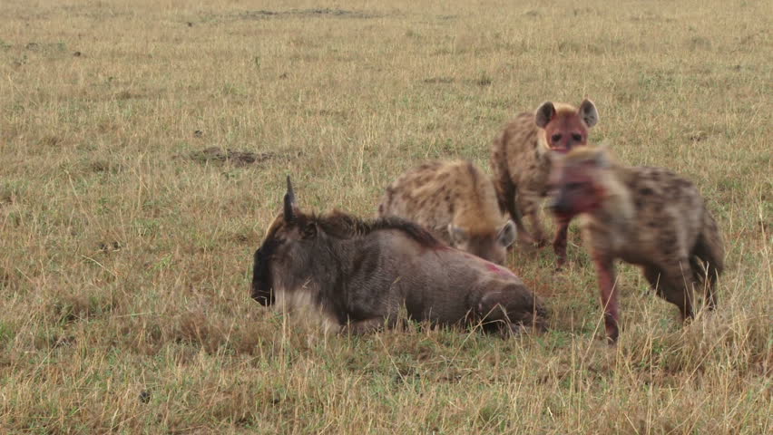 Hyena Eating Wildebeest While Alive Stock Footage Video 7404607