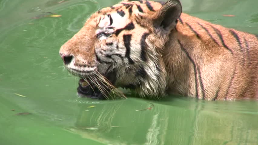 Tiger Swimming