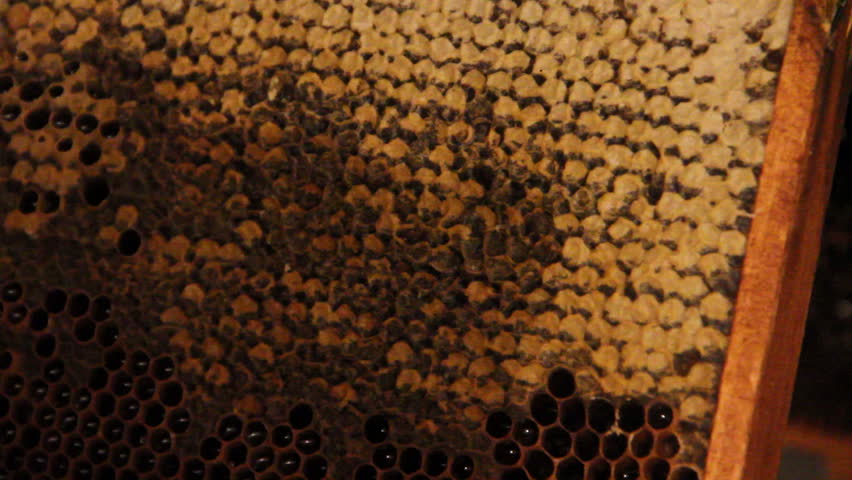 opening some honeycombs
