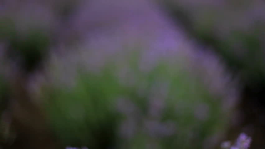 Bee in lavender field. Huge beautiful Lavender field in which flies a bee and pollinate flowers. At the beginning of a strong defocusing of the camera. Moving camera.