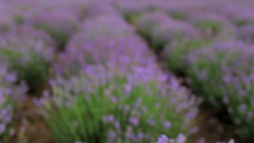 Bee pollinating lavender. Huge beautiful Lavender field in which flies a bee and pollinate flowers. At the beginning of a strong defocusing of the camera. Moving camera.