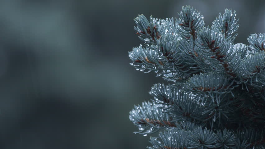 Header of Abies procera