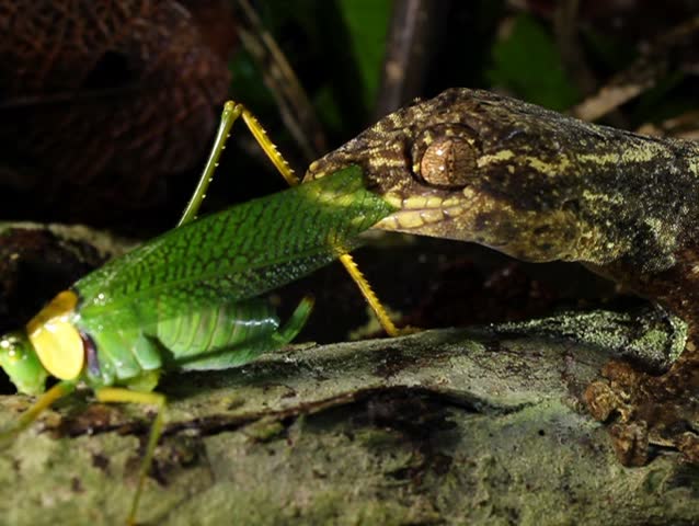 Turnip tailed gecko (Thecadactylus solimoensis), Eating a katydid. PAL ASPECT RATIO