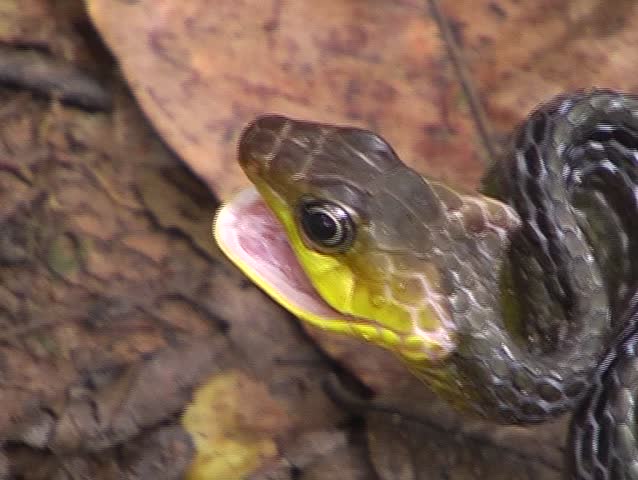 Amazonian whipsnake (Chironius carinatus) threat display