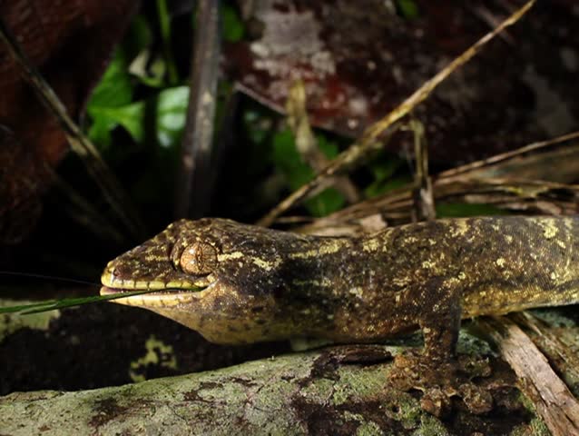 Turnip tailed gecko (Thecadactylus solimoensis) eating a katydid PAL ASPECT RATIO