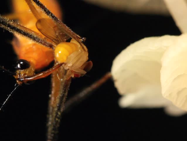 Assassin bug feeding on a fruit fly on a fungus covered trunk PAL ASPECT RATIO
