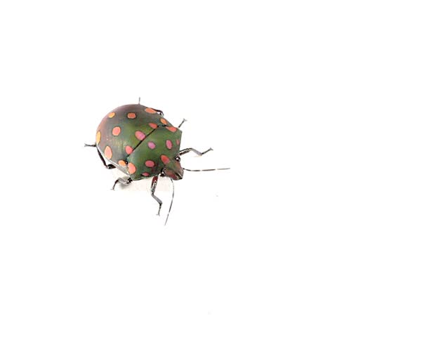 brightly coloured hemipteran bug from rainforest, Ecuador