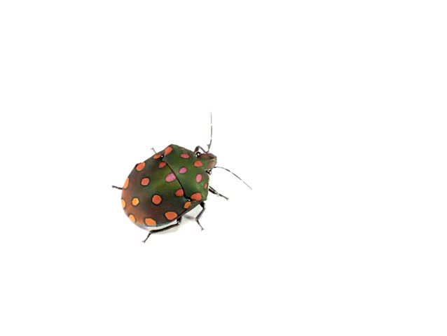 brightly coloured hemipteran bug from rainforest, Ecuador