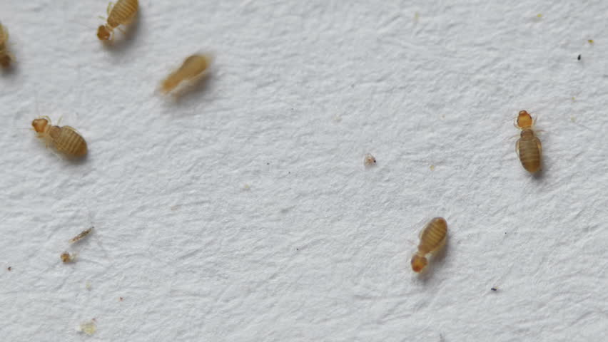 Book Lice Seen At 10x Macro. Booklice Of The Psocoptera Order; Feed On