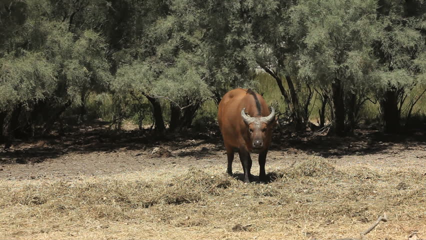 Red Buffalo