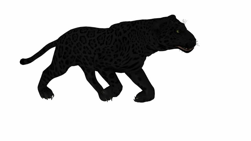 Photo-realistic Looping Panther Animation. Alpha Matte. 3d Render
