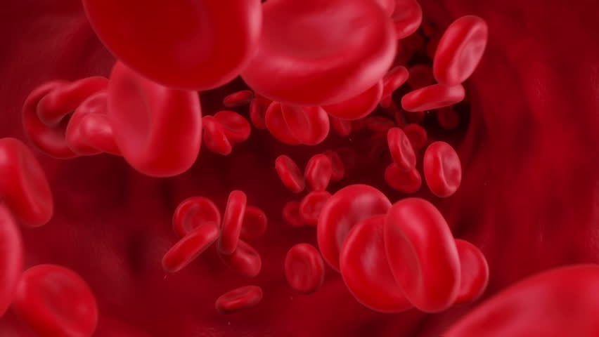 blood cells traveling through a vein.