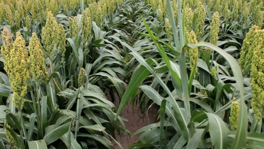 Ethanol farm crop, grain sorghum or milo, resembling corn, grown to be processed into biofuels, field walk. 1080p