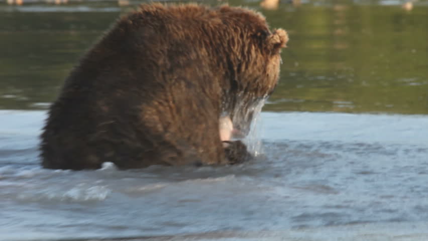 Bear, the fisher