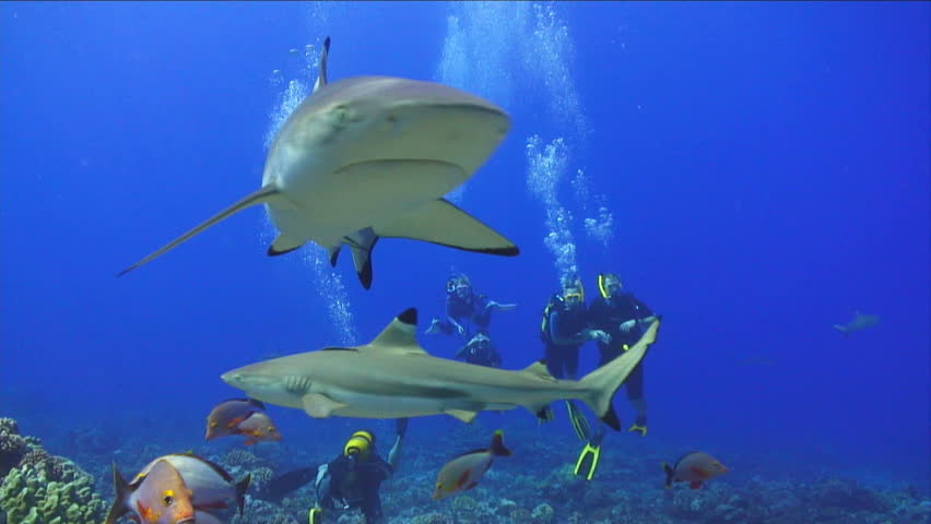 Swimming off a coral reef