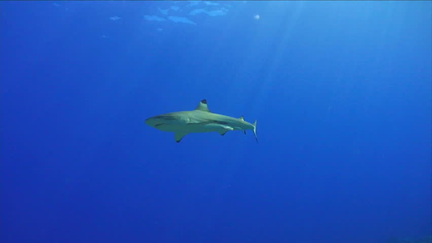 Shark 