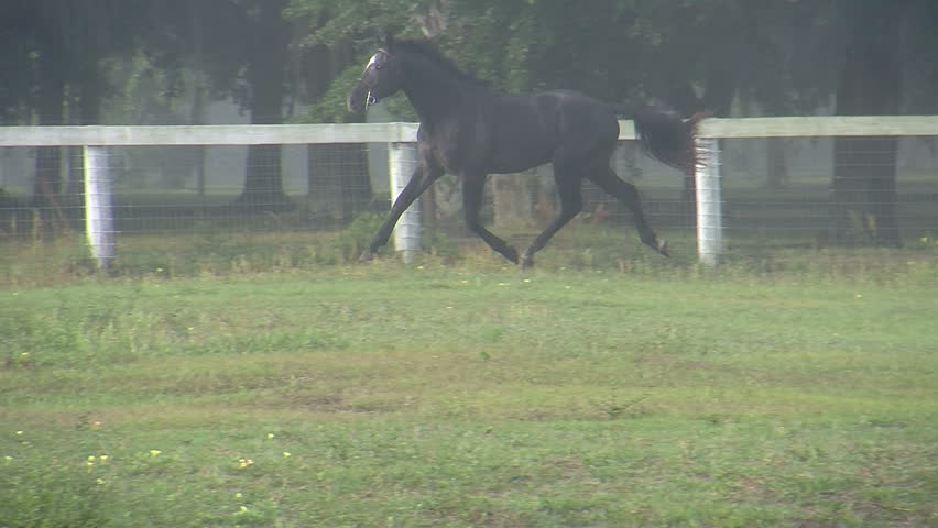 Trakehner/Oldenburg sport horse Taliesin GG cantering across an equestrian field at GoldenGael Farm. 